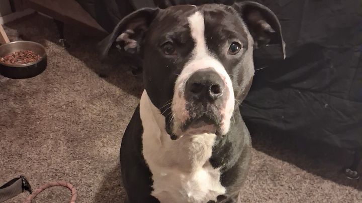 Vet Care for Rebel’s Ear Problem campaign photo, 1 of 7