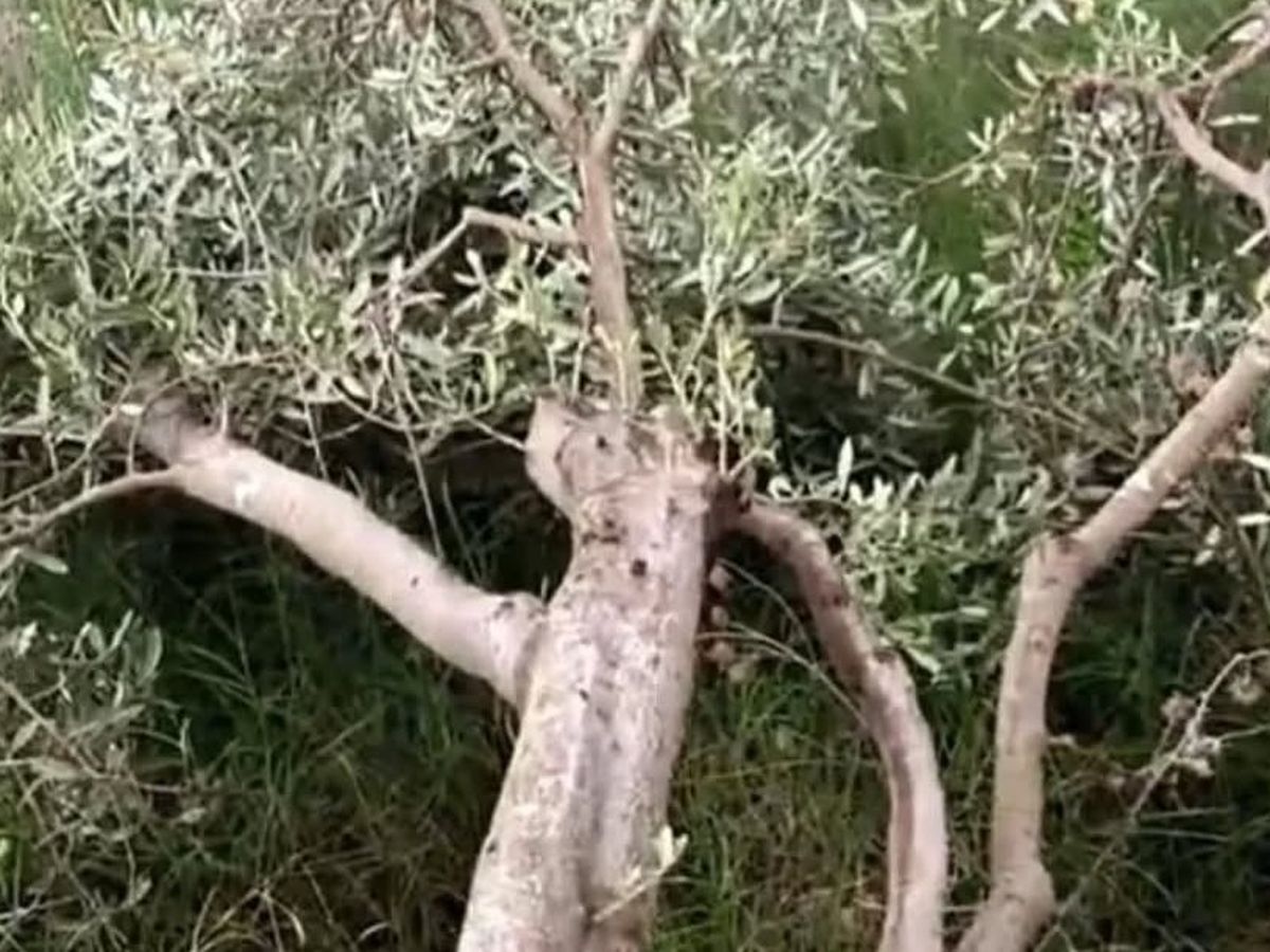 Immagine principale della raccolta fondi