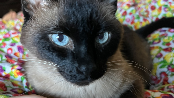 Help Fund Pepsi’s Treatment campaign photo, 1 of 3
