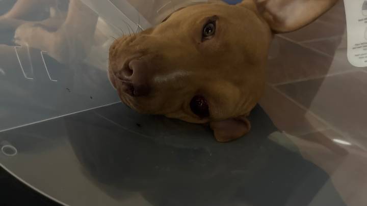 Urgent Surgery for My Beloved Dog campaign photo, 1 of 3