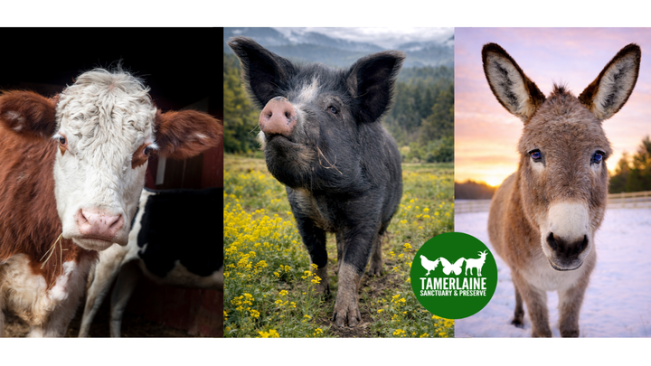 Emergency Generator Fund for Tamerlaine Sanctuary campaign photo, 1 of 3