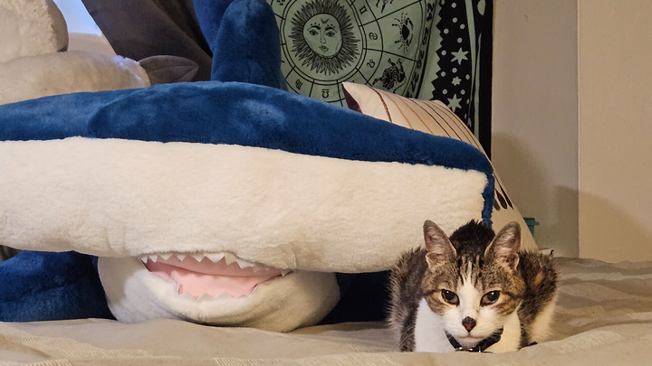Save Turvy: Immediate Vet Care Needed campaign photo, 1 of 4
