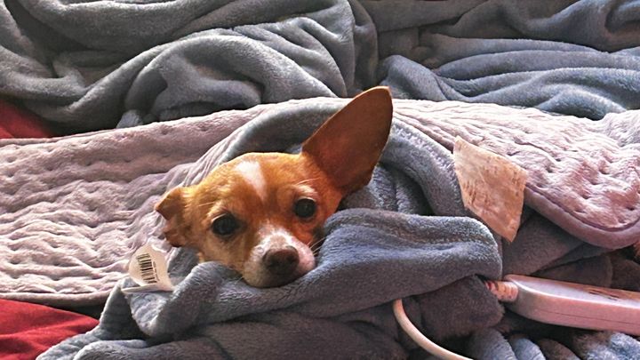 Support Nala’s Urgent Dental Surgery