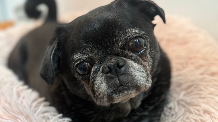 Help Luna's Heart: Urgent Vet Care Needed campaign photo, 1 of 3