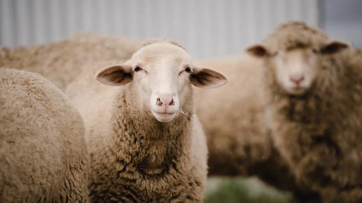 A Better Life Animal Sanctuary Sheep Shears campaign photo, 1 of 3