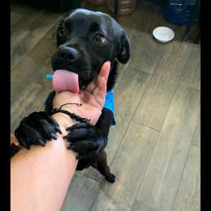 MR. PICKLES HAPPY AMIGOS 🏠 SAFE HOUSE
