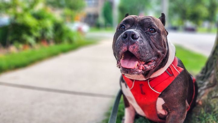 Help Meatball Get the Vet Care He Needs campaign photo, 1 of 3