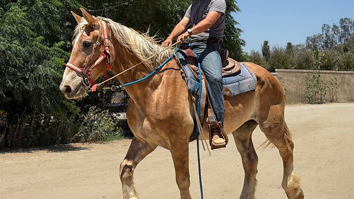 S&D Horseback Riding: Big John campaign photo, 1 of 5
