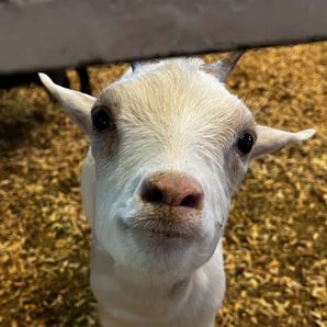 GoFundMe profile picture for @christi