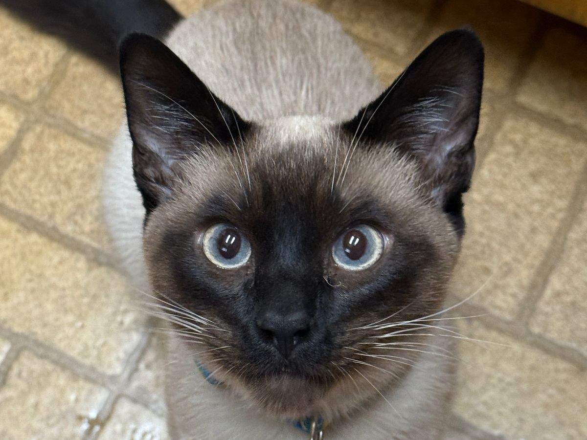 Fundraiser by Savannah Agnitsch : Support Dmitri's Emergency Vet Treatment