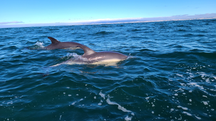 Kids at sea! Let's take kids to watch marine life campaign photo, 1 of 6