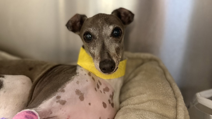 Mouse's Miracle: 10 Days on a Broken Leg campaign photo, 1 of 7
