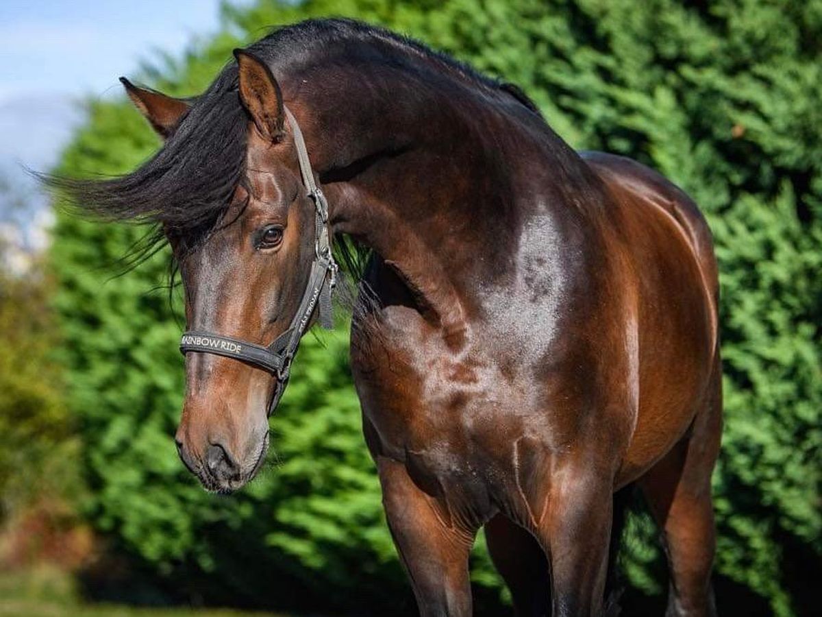 Retro Style Muscle Tank Top for Men | Eco-Friendly Tanktop Male, image size:1200x900