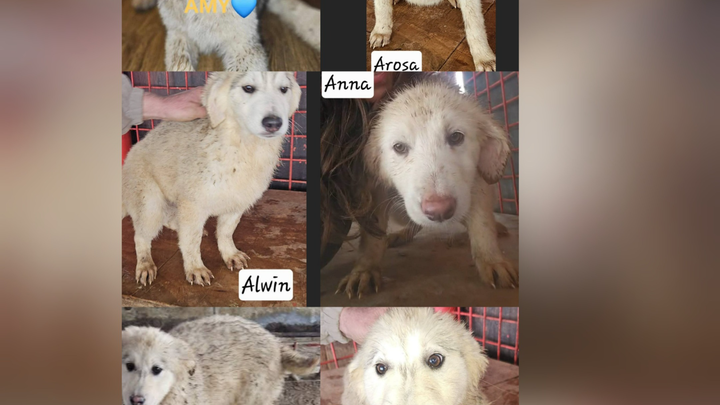 Freilauf für die Pflegehunde aus Rumänien campaign photo, 1 of 6