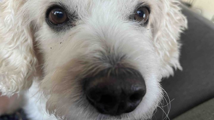 Kipper’s Kidney Stone Removal campaign photo, 1 of 7
