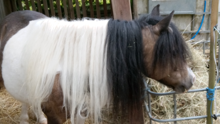 5 alte Tiere brauchen eine Zahnbehandlung campaign photo, 1 of 8