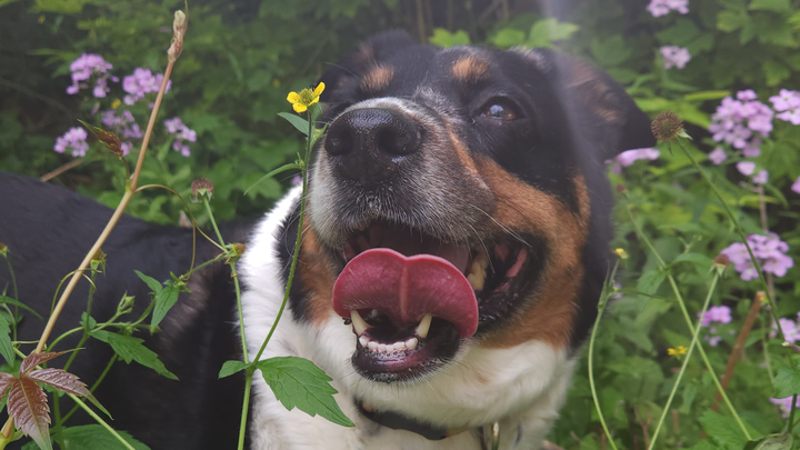Help with covering emergency vet bills for Lucy campaign photo, 1 of 7