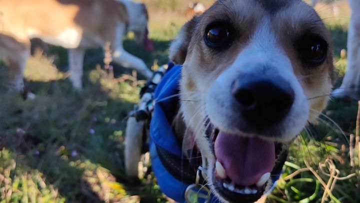 Slega il Cane ha bisogno di aiuto campaign photo, 1 of 3