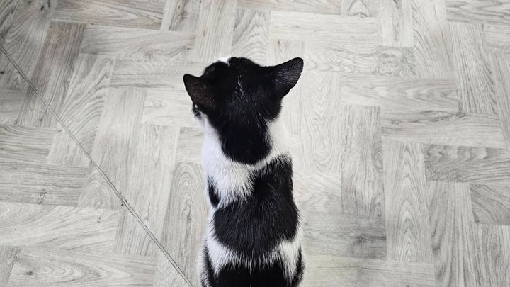 Help keep prince the cat at maderia house! campaign photo, 1 of 5