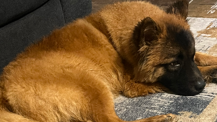 Urgent Care Needed for Abandoned Puppy campaign photo, 1 of 6