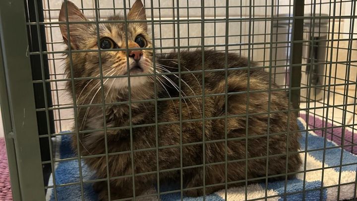 Kampagnen-Foto für Hilfe für Streunerkatzen, 1 von 3