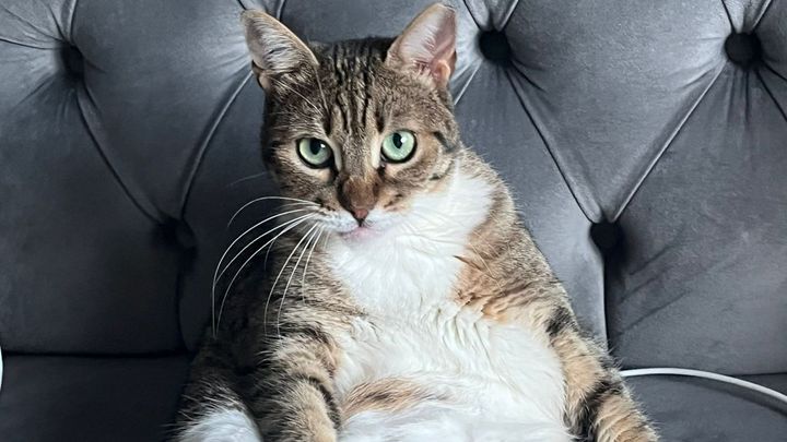 Yeşim’s Paws campaign photo, 1 of 4