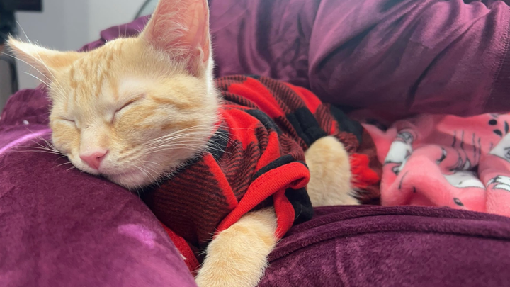 Help Peach Recover from Kidney Failure campaign photo, 1 of 8