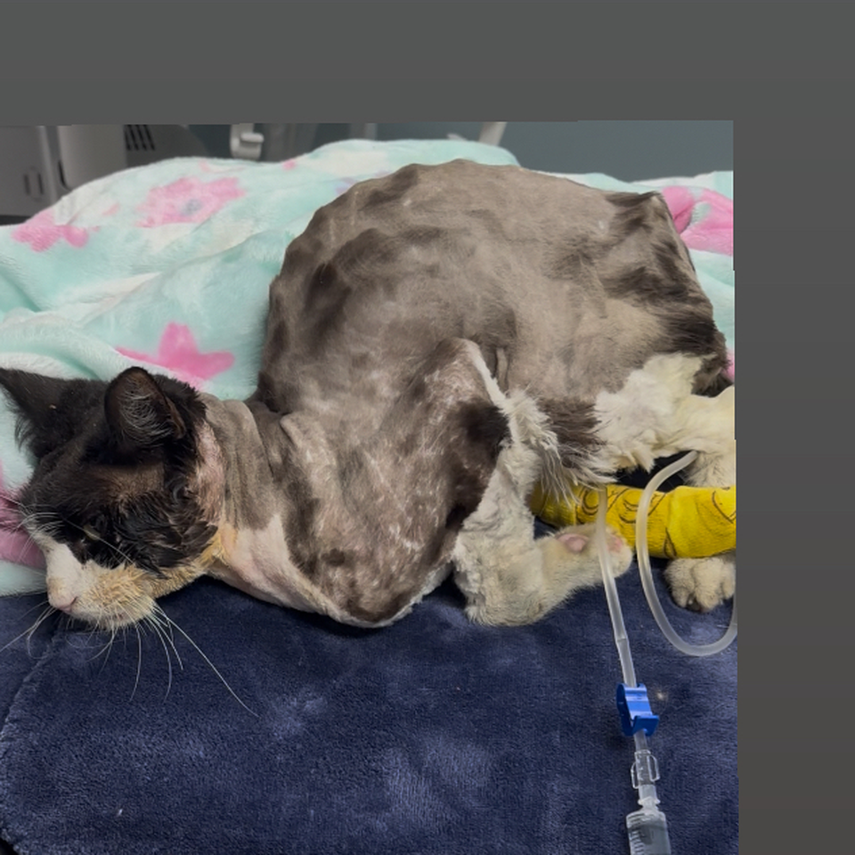 Help Save This Brave Little Soul