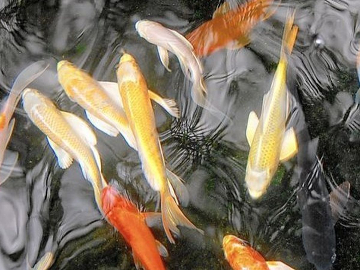 Fundraiser’s main image