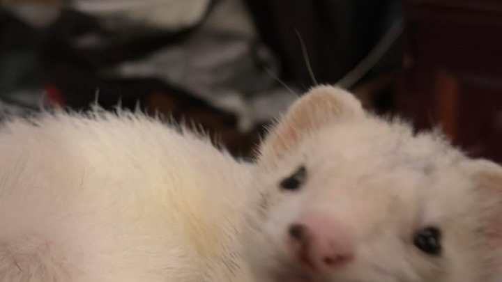 Help Damien Bring His Ferret’s Ashes Home campaign photo, 1 of 7