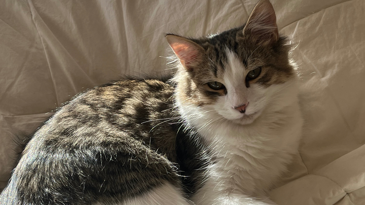 Help provide life saving surgery for my 7 month old kitty campaign photo, 1 of 8