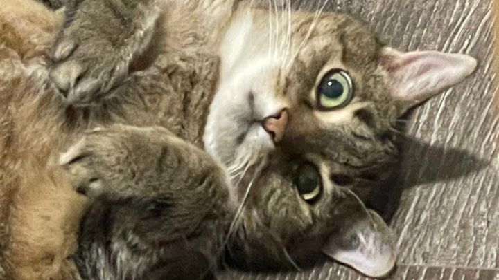 Help our sick cat Birdy campaign photo, 1 of 8