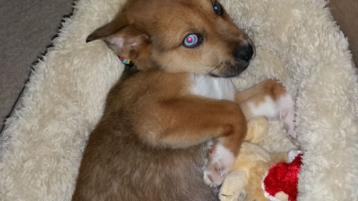 Support Walter’s Surgery and Recovery campaign photo, 1 of 8