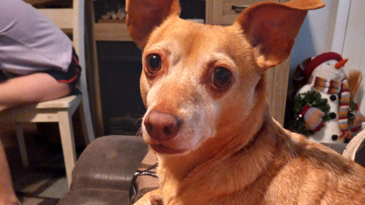 Help Pogo Get the Vet Care He Needs campaign photo, 1 of 2