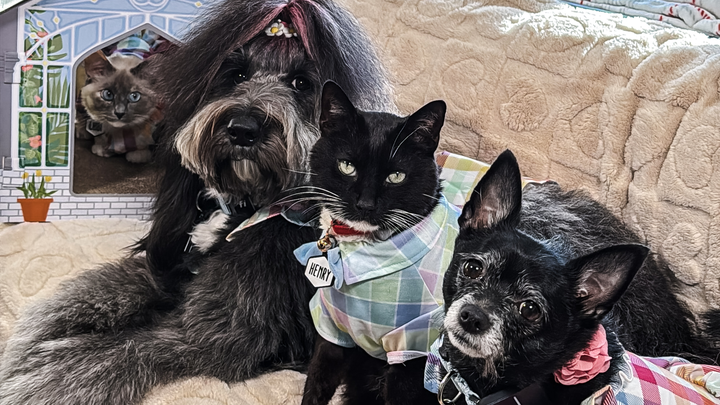 Help Us Cover $13k in Vet Bills! campaign photo, 1 of 8