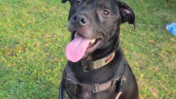 Help Bullet Get Life-Saving Surgery campaign photo, 1 of 7