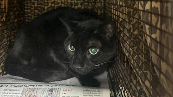Help for Batty & the Canada House Kitties campaign photo, 1 of 7