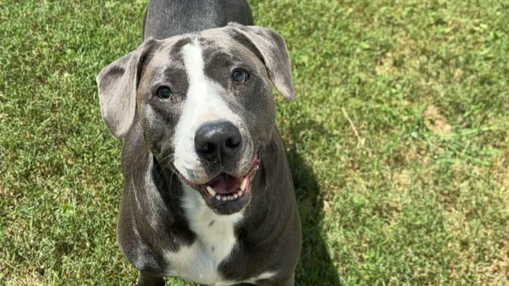 Save Nova: A Family's Plea for Help campaign photo, 1 of 8