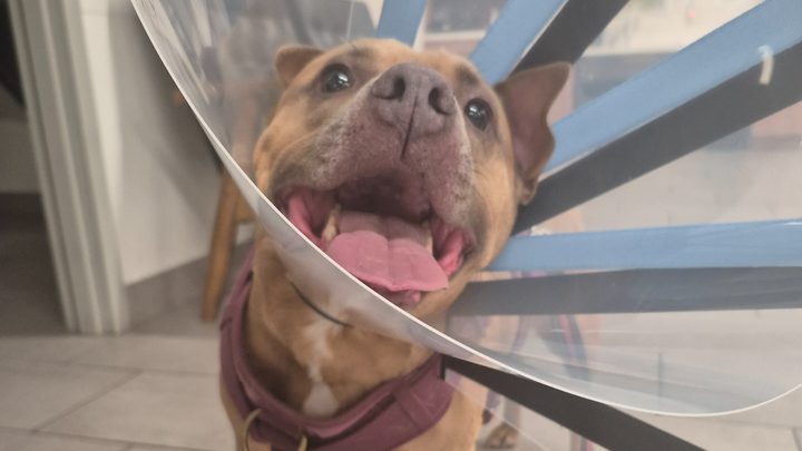 Support Artemis' Urgent Medical Treatment campaign photo, 1 of 4