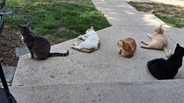 Help the furry babies to survive the cold winter campaign photo, 1 of 8