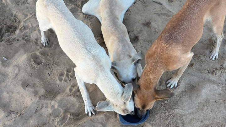Street Dogs of Las Terrenas (food, water & care) campaign photo, 1 of 5