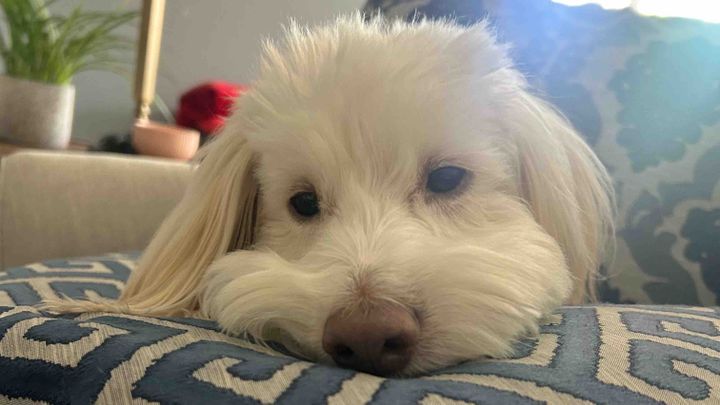 Help My Dog Fight Splenic Hemangiosarcoma campaign photo, 1 of 9