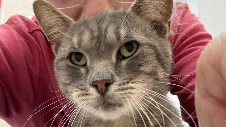 20 Cats Bred & Dumped in Brooklyn campaign photo, 1 of 11