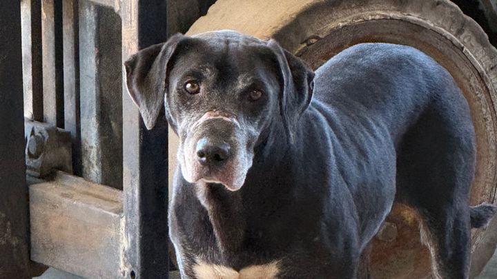 Vet Care and Comfort for Maggie Mae campaign photo, 1 of 6