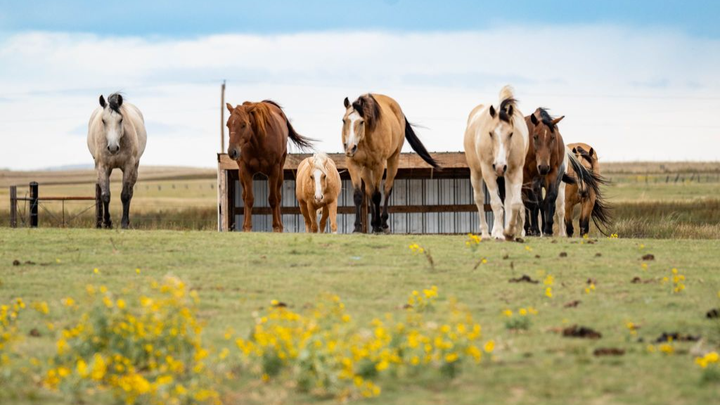 Be Their Hero—Help Save Our Equine Sanctuary campaign photo, 1 of 5