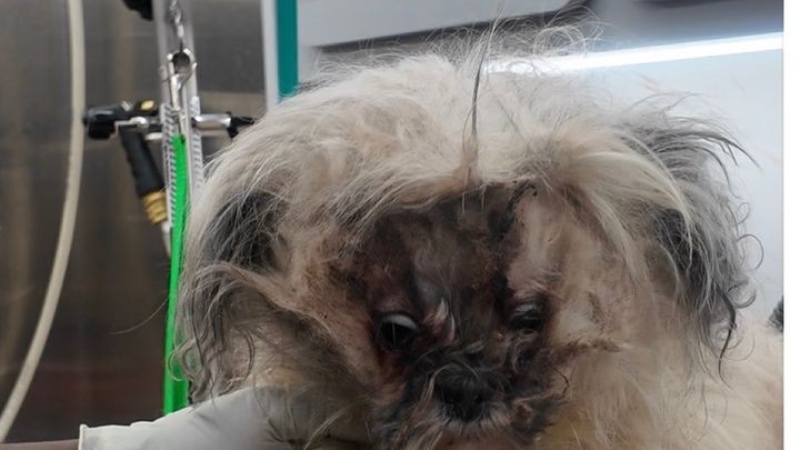 Free Grooming for Dogs in Severe Condition campaign photo, 1 of 6