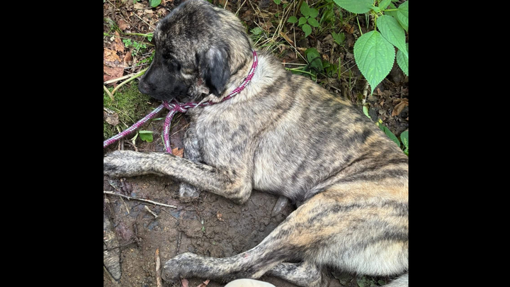 Urgent Care Needed for Injured Scenic Highway Rescue Dog campaign photo, 1 of 6