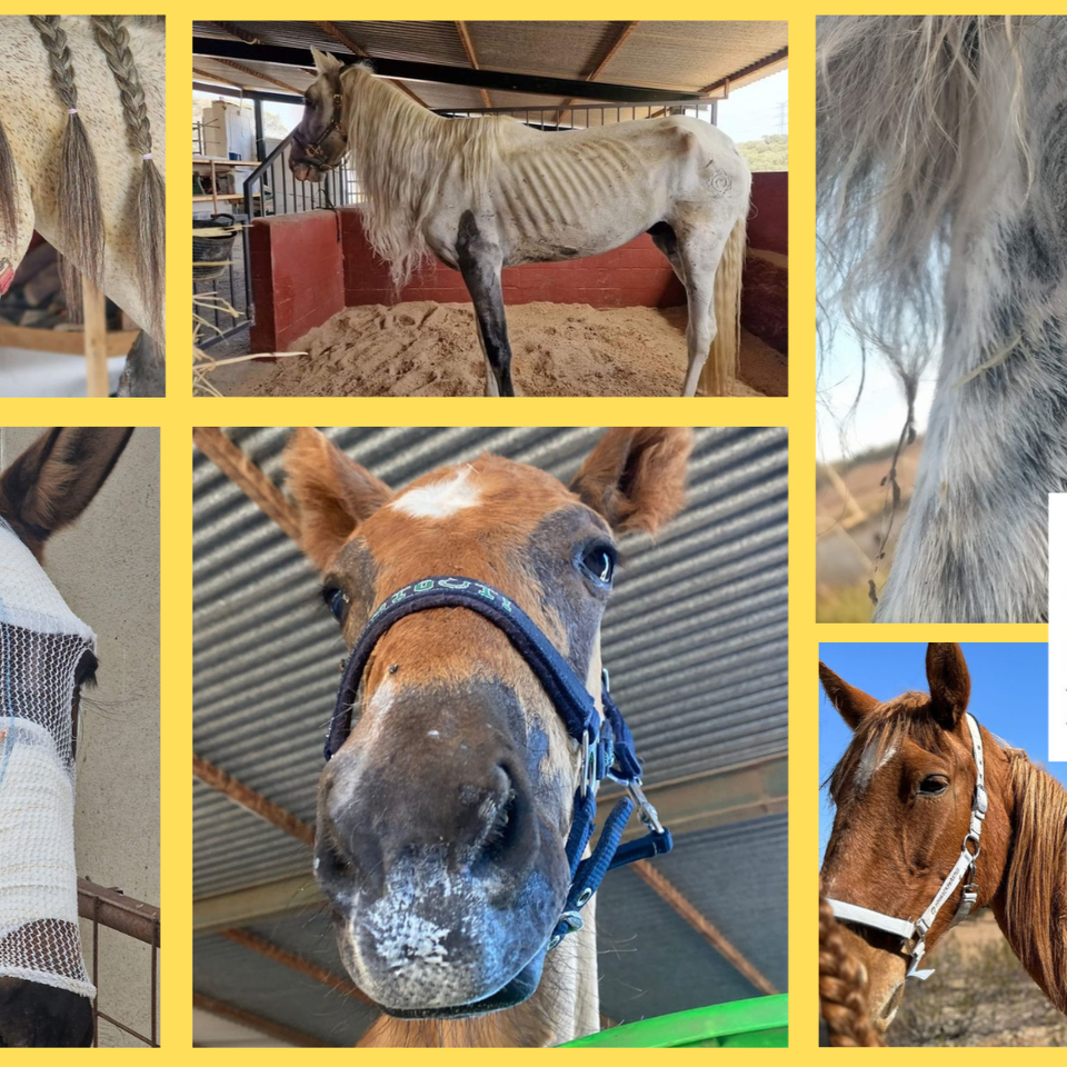 Fundraiser for Laura Hoitsema by Mirjam Vermeegen : Steun de geredde  paarden van Paard in Nood Spanje!