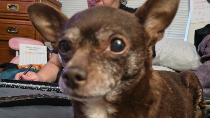 Save Nina’s Life Through Surgery campaign photo, 1 of 4
