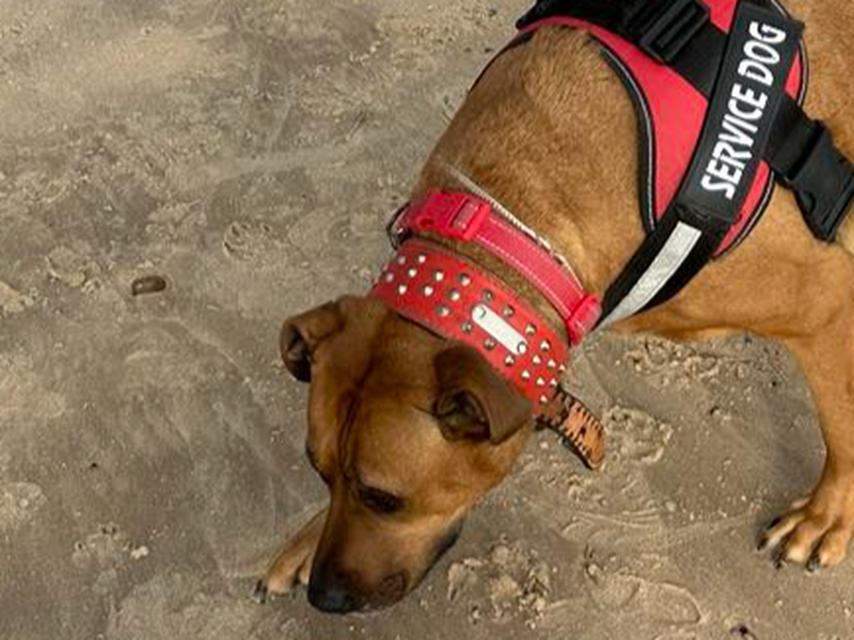 Working Dog Randy Fundraiser by Randy Murrin : Spot the Service Dog needs desperate help